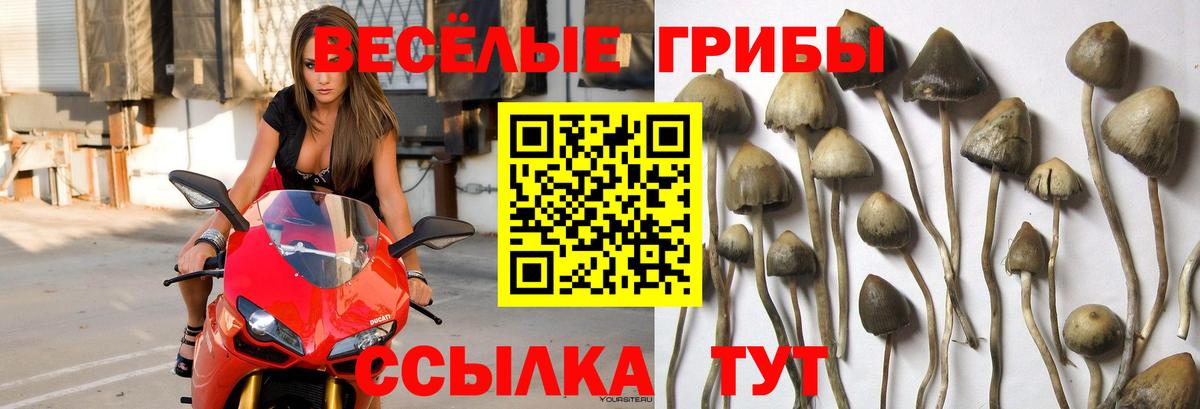 Галлюциногенные грибы GOLDEN TEACHER  Вход с VPN  Нововоронеж 